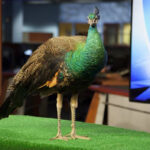 The WRAL peacock