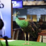 WRAL-TV peacock